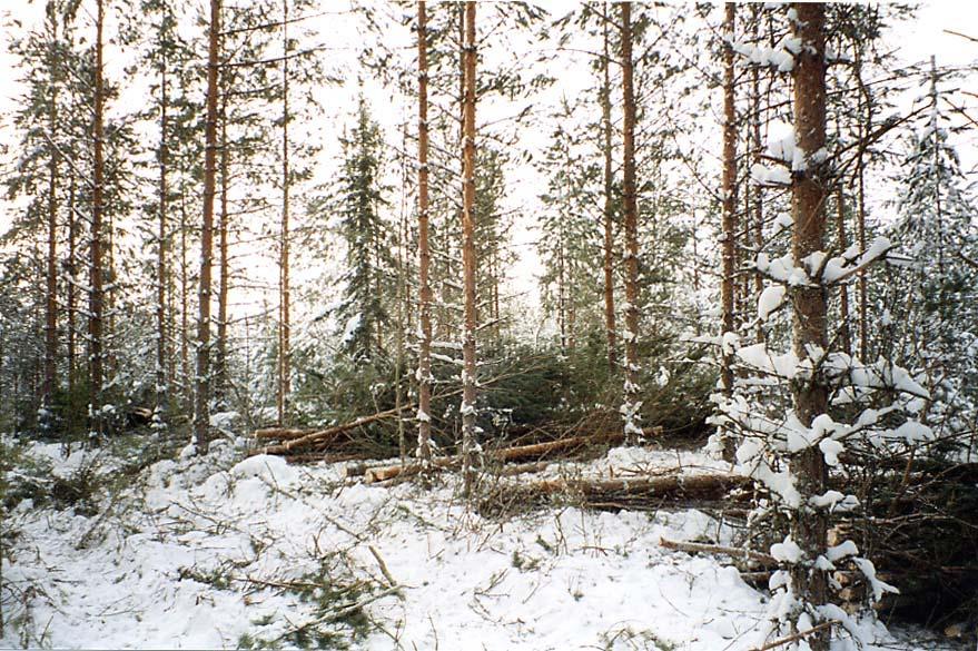 ennen ja jälkeen hakkuun.