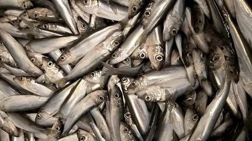 Muuta mielenkiintoista tutkittavaa Fermentaatio ympäristöystävällinen menetelmä bioaktiivisten yhdisteiden tuotto uudet tuotteet Selvitetään (kotimaisen) kalan omaa mikrobistoa bioaktiiviset