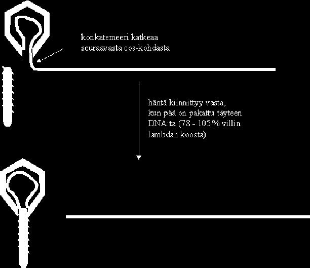 lambdan koosta) Kuva 5. -DNA:n in vitro -pakkaus [20], mukailtu versio 2.4 Sekvensointi Geenien eli DNA:n emäsjärjestyksen selvittämiseen tarvitaan sekvensointia.