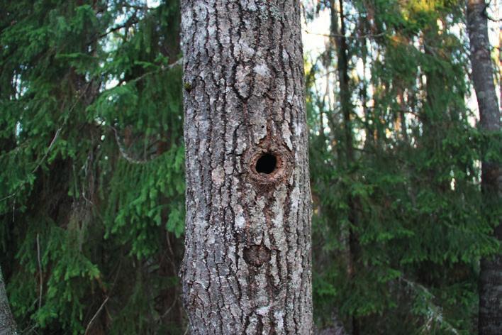 Suomen Luontotieto Oy LIITE 7 Naantalin Kukolan asemakaavan muutosalueen lepakkokohteiden