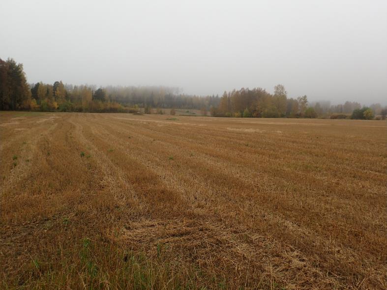 Teernijärven rannan tuntumassa.