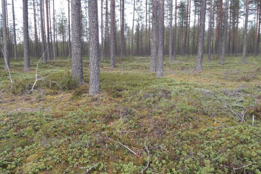 Alpuanharju, ja erityisesti sen kaakkoisosa (Lumijärvenkangas) ovat säilyneet koko Vihannin harjujaksosta parhaiten luonnontilaisena.
