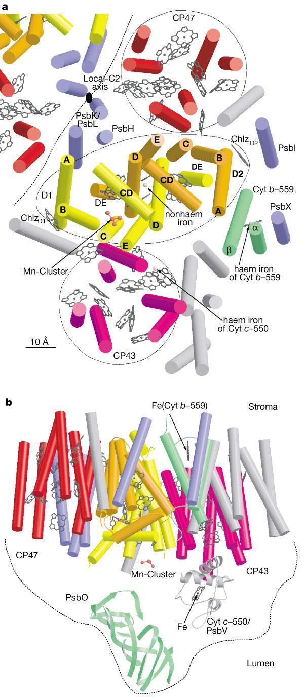 Reaktiokeskus II koostuu monista komponenteista a, Arrangement of transmembrane -helices and cofactors in PSII.
