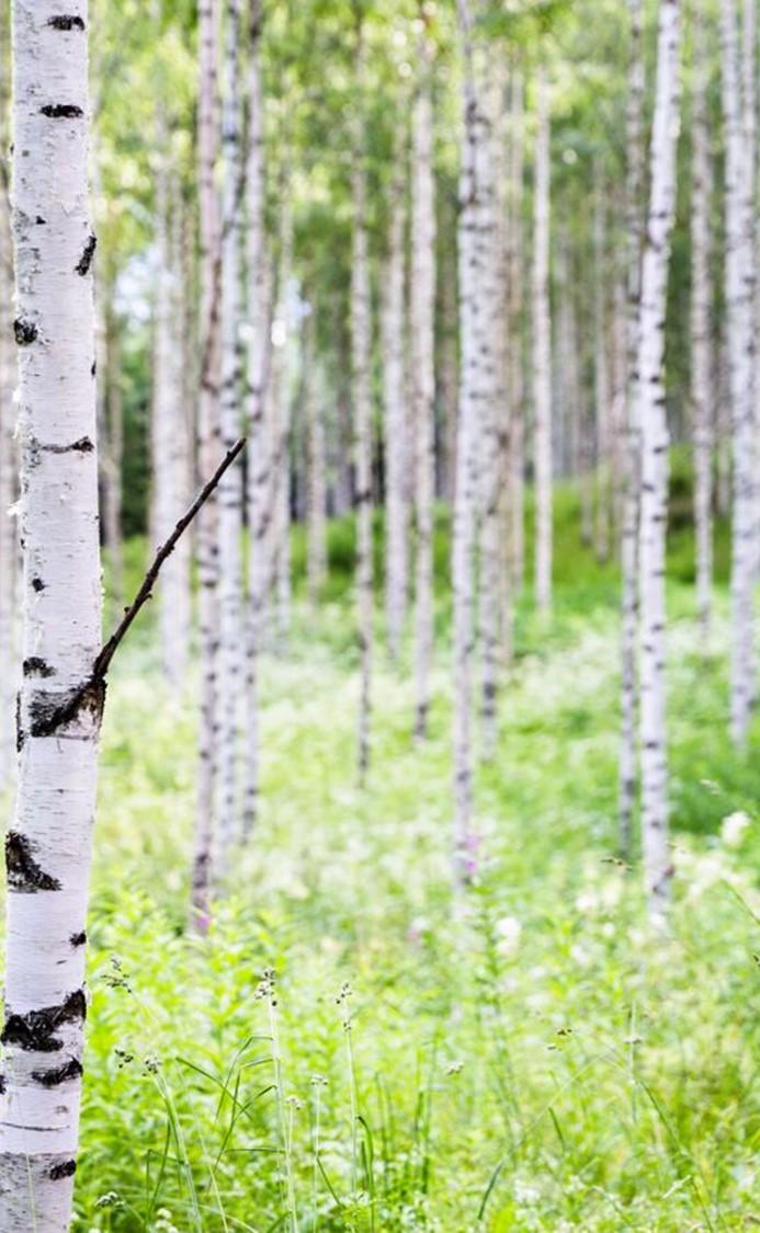 Mitä tietoja edelleen ilmoitetaan OmaVerossa?