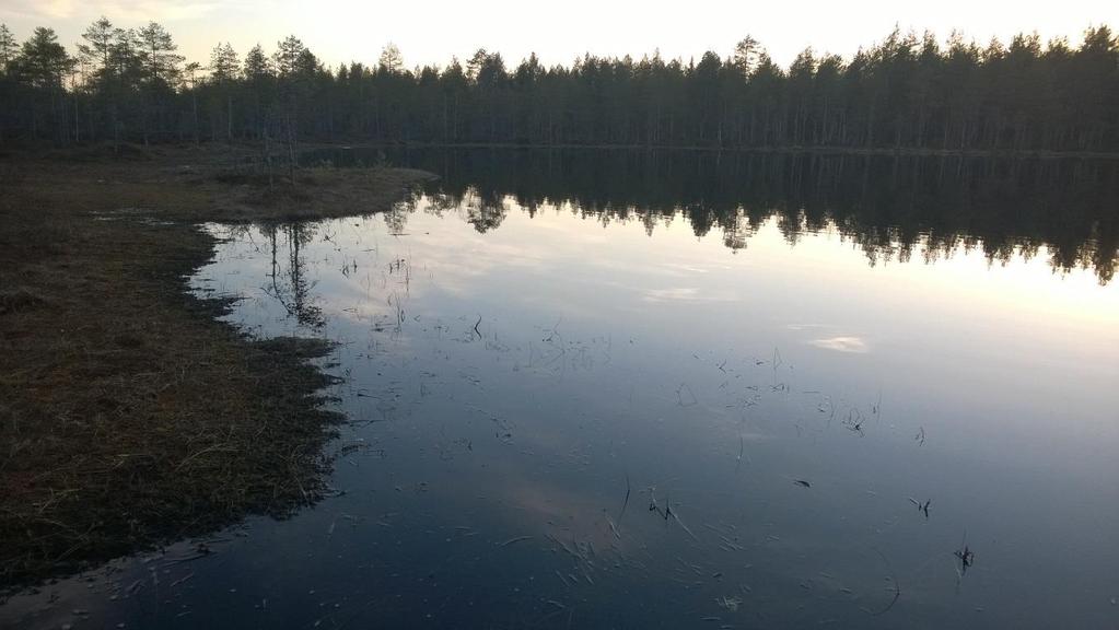 4.2 2018 Viitasammakkohavaintoja tehtiin Kuivauslammella, Lummelammella, Havukkalammella sekä Lumme- ja Havukkalammen väliin sijoittuvalta kostealta suolta. Alueiden rajaukset on esitetty kuvassa 4-6.