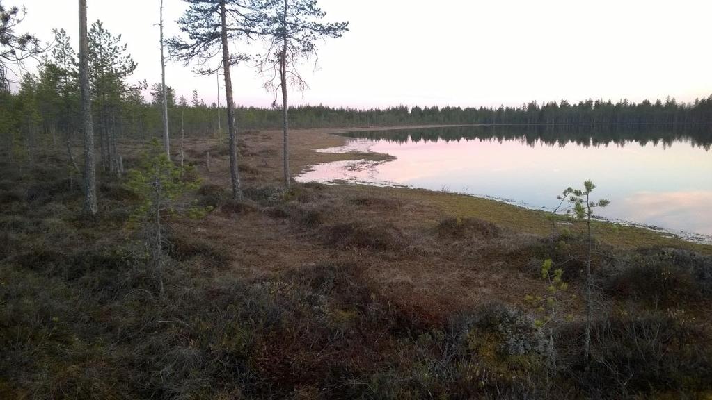 Lummelampi Lummelammen pohjoisreunalla havaittiin 2 tai 3 soidintavaa viitasammakkoa ja kaakkoisrannalla 7