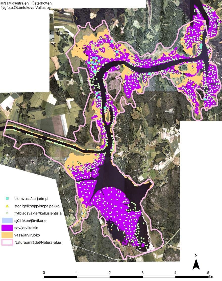 Tulvasuojelun toimenpidevaihtoehdot 10 / 41 Kuva 2-2. Tärkeimpien vesikasvillisuustyyppien esiintyminen Natura-alueella. 2.6.