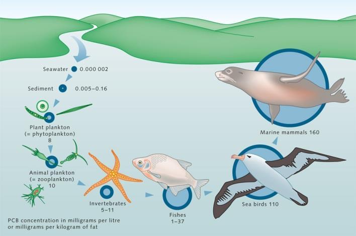 POP-yhdisteet Yleisnimi pitkään luonnossa säilyville orgaanisille aineille (persistent organic pollutant) Esimerkkejä: