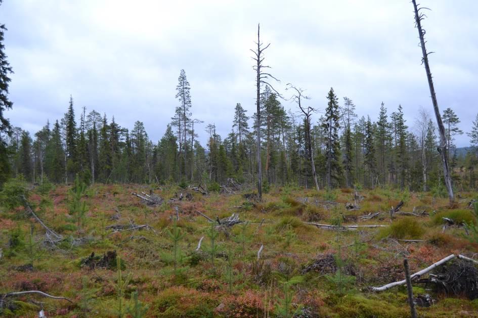 Asemakaavoitettava alue sijoittuu Oravavaaran loivasti kaakkoon laskevan rinteen alaosaan Sotkavuoman suoalueen pohjoislaitaan.