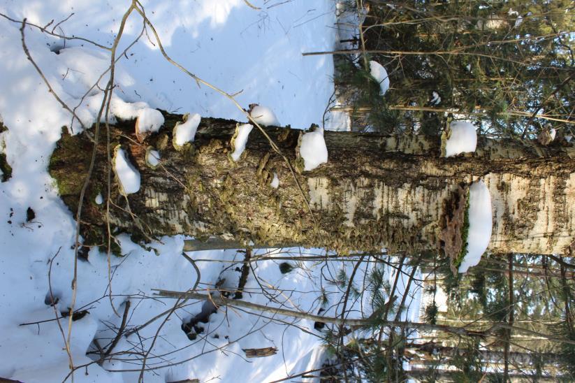 Lahopuun määrä on varsinkin Laajanojan varrella runsas, sillä sinne kaatuneet puut on jätetty paikoilleen. Puuston joukossa on muutenkin vanhoja koivu- ja kuusiyksilöitä, osassa jo kääpien lahottamaa.