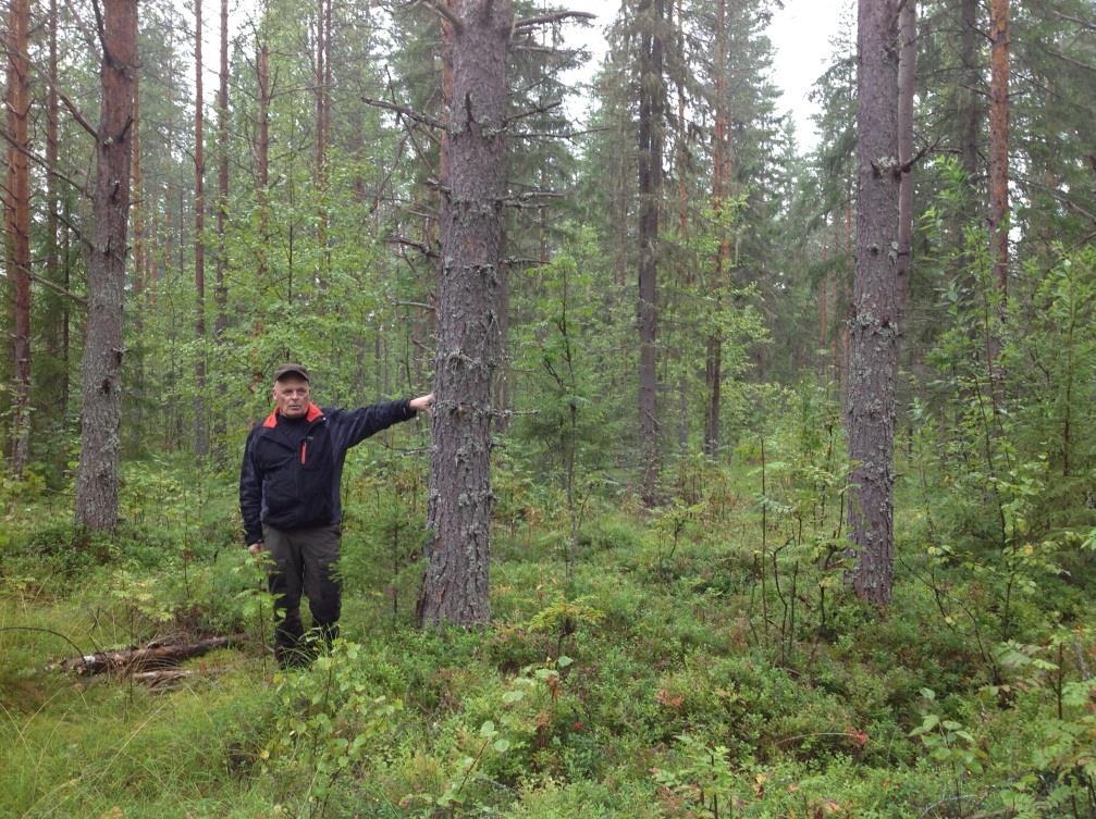 Tasaikäisen metsän muuttaminen eri-ikäiseksi suurin osa metsistä