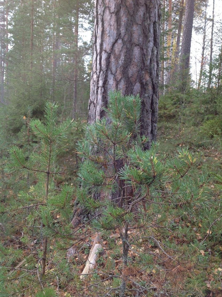 Jatkuva kasvatus männiköissä Mänty on paljon kuusta huonompi menestymään alikasvoksena ei