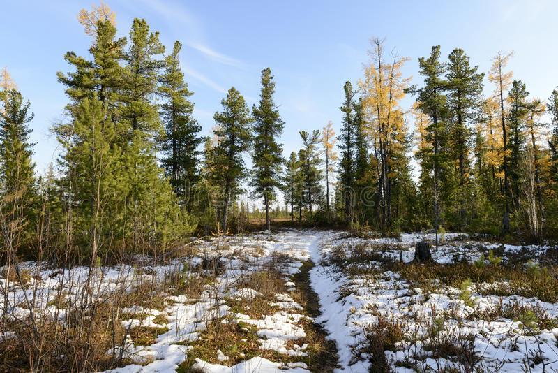 Runsassateisuuden vuoksi taigan ilmasto on kostea. Syksyt ja kesät ovat sateisempia kuin talvet ja keväät. Taigan maaperä on vähäravinteinen, hapan ja podsoloitunut.