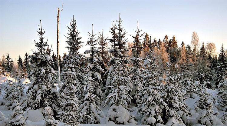 8. Pohjoiset havumetsät eli taiga Taigan eläinlajisto on niukka, ja suurin osa eläimistöstä