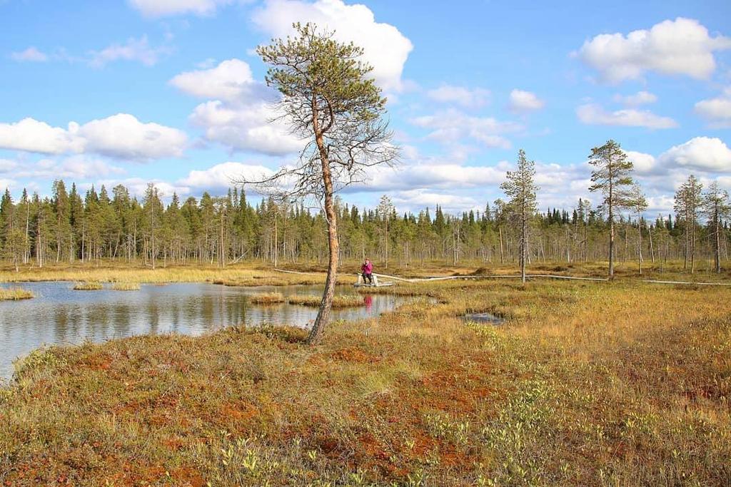 9. Taigavyöhykkeen suot Ilmasto:Kuuluu pohjoiseen lauhkeaan vyöhykkeeseen ja keskilämpötila on 10 22 C kesäisin ja keskilämpötila talvella on n. 1-3 C.Vuoden keskilämpötila on n.