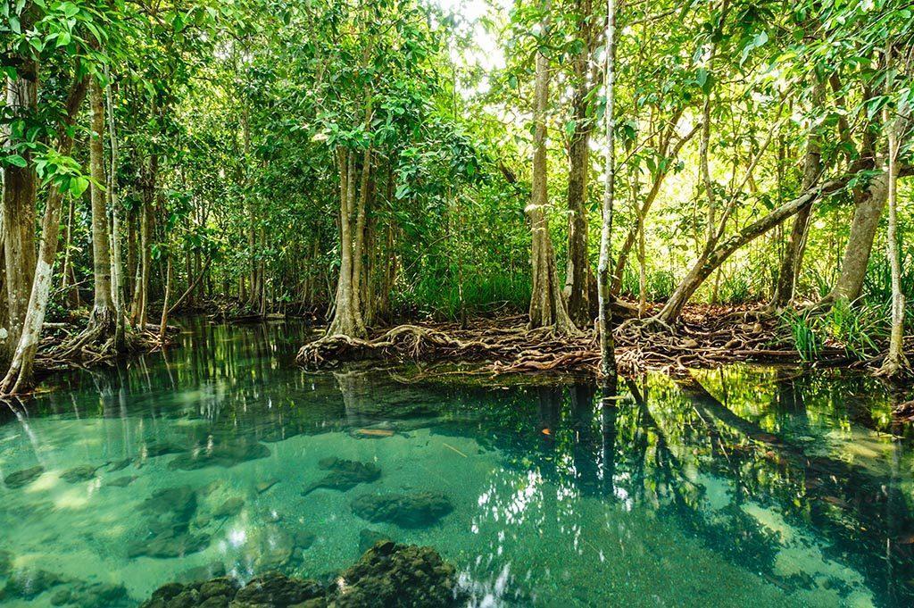 12. Mangrove Ilmasto = tropiikkista ja runsassateista. Maaperä (maannos) = hiekka ja lieju. Kasvillisuus = mangrove kasveille yhteistä pönkkäjuuret.