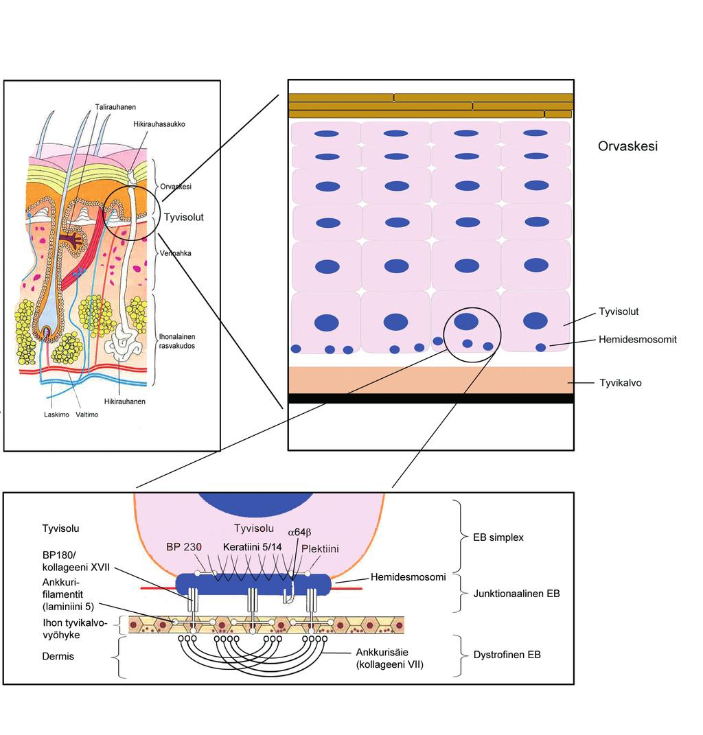 Allergia-, Iho- ja Astmaliitto ry Epidermolysis bullosa EPIDERMOLYSIS BULLOSA IHON RAKENNE IHO MUODOSTUU kahdesta kerroksesta: pinnallisesta, tavallisesti 0,02-1,00 mm:n paksuisesta epidermiksestä