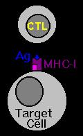 T-tappajat aktivaatio Kaikki elimistön solut ( pl. Punasolut) esittelevät omia proteiinejaan MHC I reseptoreillaan. Kun solussa on virus tai kasvain proteiinit muuttuvat.
