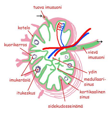 Imusolmukkeeseen Laskevat