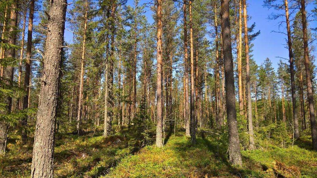 Siikajoen alueella.