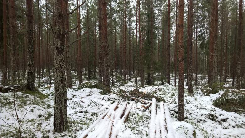 Metsänhoito Päälinjat Tasaikäisrakenteinen metsänkasvatus (alla):