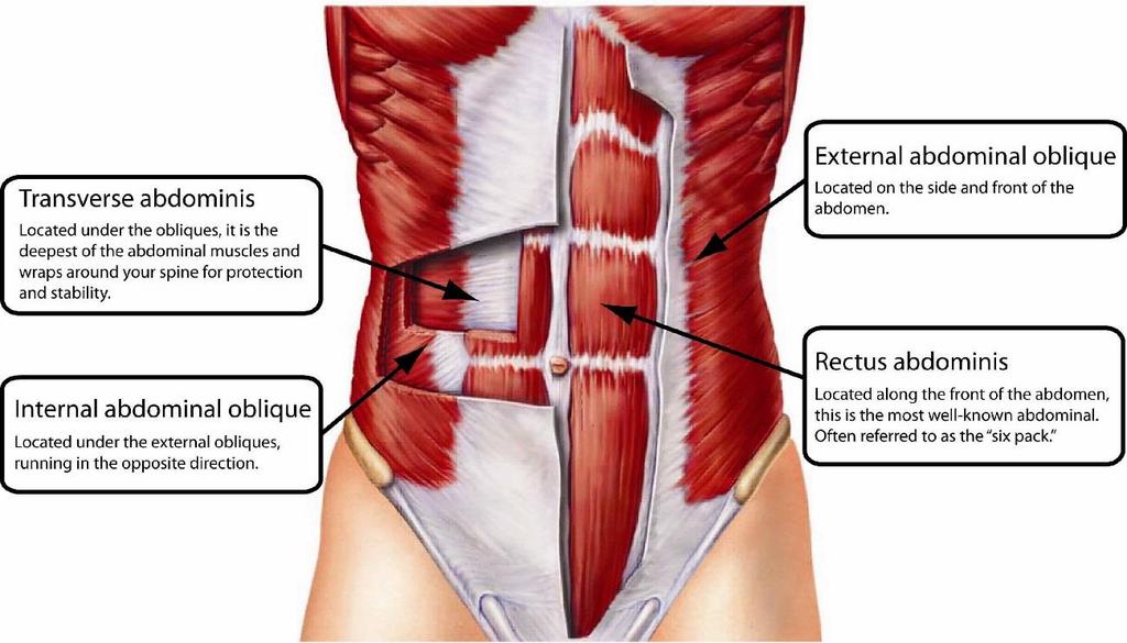 16 Kuvio 7: Vatsalihasseinämä (The Ballet blog 2015) Poikittainen vatsalihas m. transversus abdominis on vakauttava, anterolateraalinen lihas, joka sijaitsee muita vatsalihaksia syvemmällä.