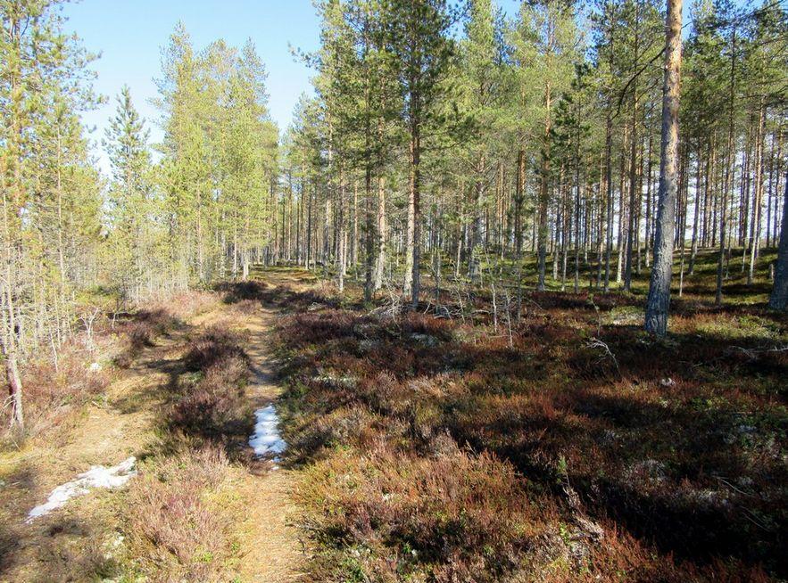 Kuva kaava-alueen keskiosasta.