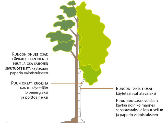 18 Metsäteollisuus on materiaalitehokkuuden huippuosaaja Puu hyödynnetään kannosta latvaan Yhden jäte on toisen raaka-aine Vesi ja kemikaalit kiertävät tehtailla Sama vesilitra hyödynnetään jopa 15