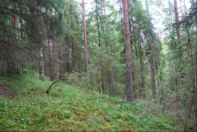 FCG Suunnittelu ja Tekniikka Oy TAVASE OY Vehoniemen-Isokankaan harjualueen