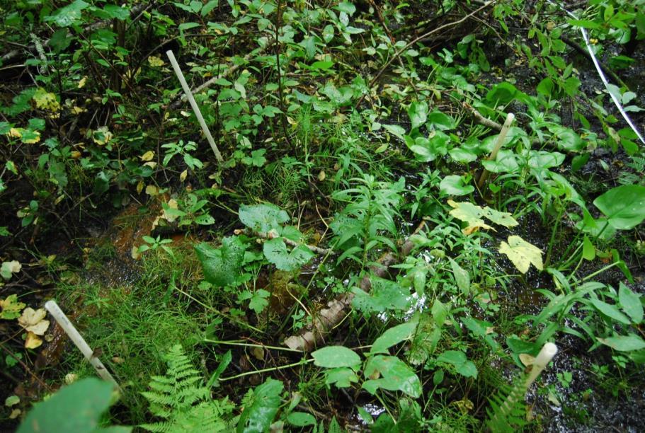 10 Pintavesi Alue rajautuu Mallasveteen, jonka vedenpinta on vaihdellut vuosina 2006 2011 välillä 83,48 84,41 m (+NN), keskikorkeuden ollessa 83,9 m (kuva 78). Mallasvesi (35.711.