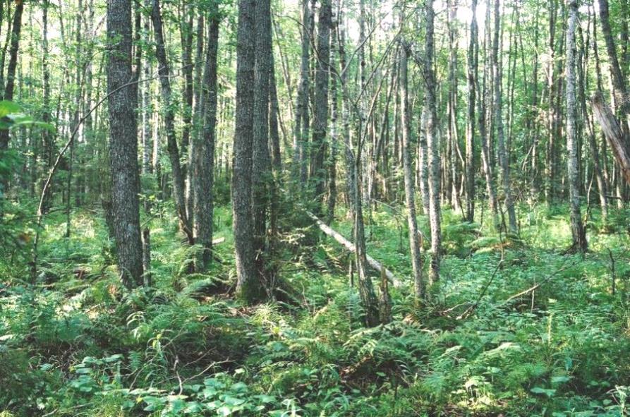 FCG Suunnittelu ja tekniikka Oy Natura-arvioinnin täydennys 106 (132) Taulukko 21. Kasvillisuustyyppien pinta-alat ja osuudet.