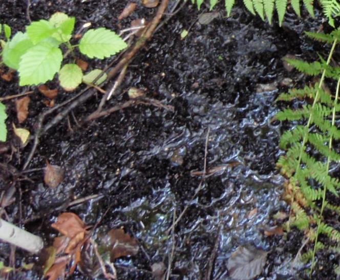 Märkäpinta on kostea, mutta vesi ei peitä sitä. Märkäpinnalla suoveden (pohjaveden) pinta on enintään 5 cm:n syvyydellä suon pinnasta, mutta se voi myös peittää pinnan.