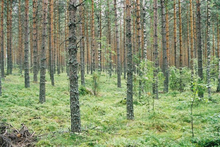 FCG Suunnittelu ja tekniikka Oy Natura-arvioinnin täydennys 50 (132) Harjumetsien luonnontilaa kuvastaa metsikön kehityshistorian ja rakenteen luonnontilaisuus.