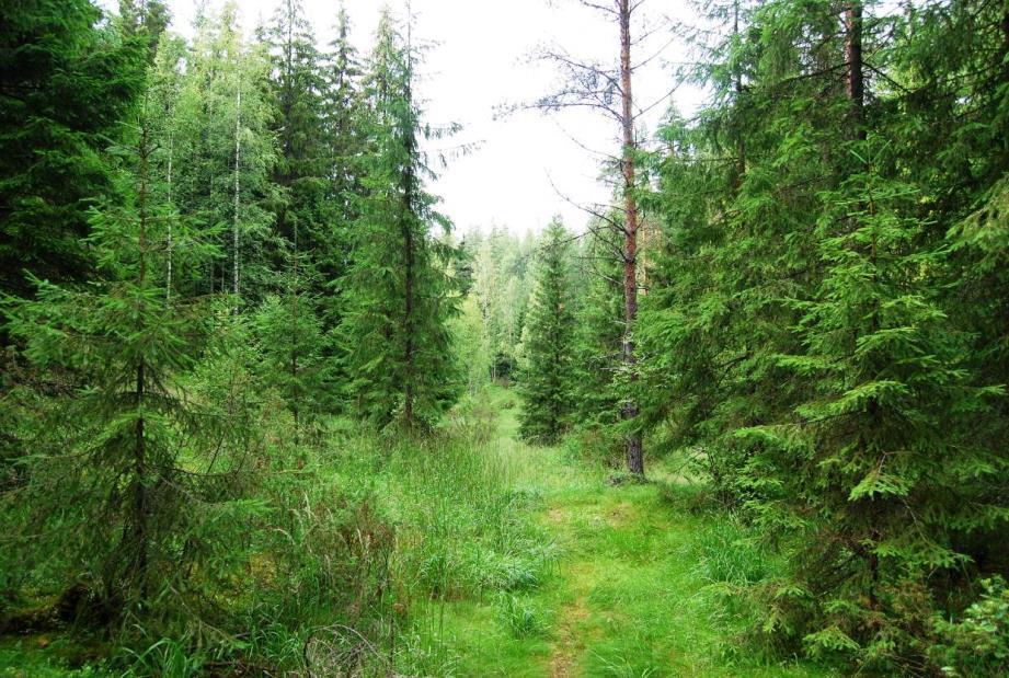 Kuva 51. Imeytysalue IA 1.2 sijoittuu Väärälukon pohjois- ja eteläpuolelle.