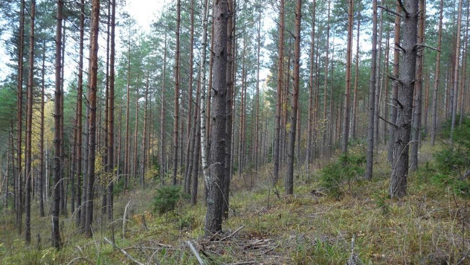 Kuva 54. Kaivoalueella KA 2 kasvaa varttuva mäntypuusto.