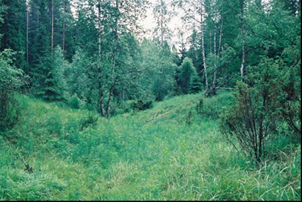 FCG Suunnittelu ja tekniikka Oy Natura-arvioinnin täydennys 71 (132) on harvapuustoinen suppaniitty (kuva 56). Tämä niitty säilyy (ts.