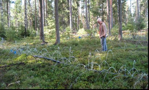 FCG Suunnittelu ja tekniikka Oy Natura-arvioinnin täydennys 72 (132) Alueella on sallittu metsän hoitotoimet. Laitoksen käytön aikana (käyttöaika noin 100 v.