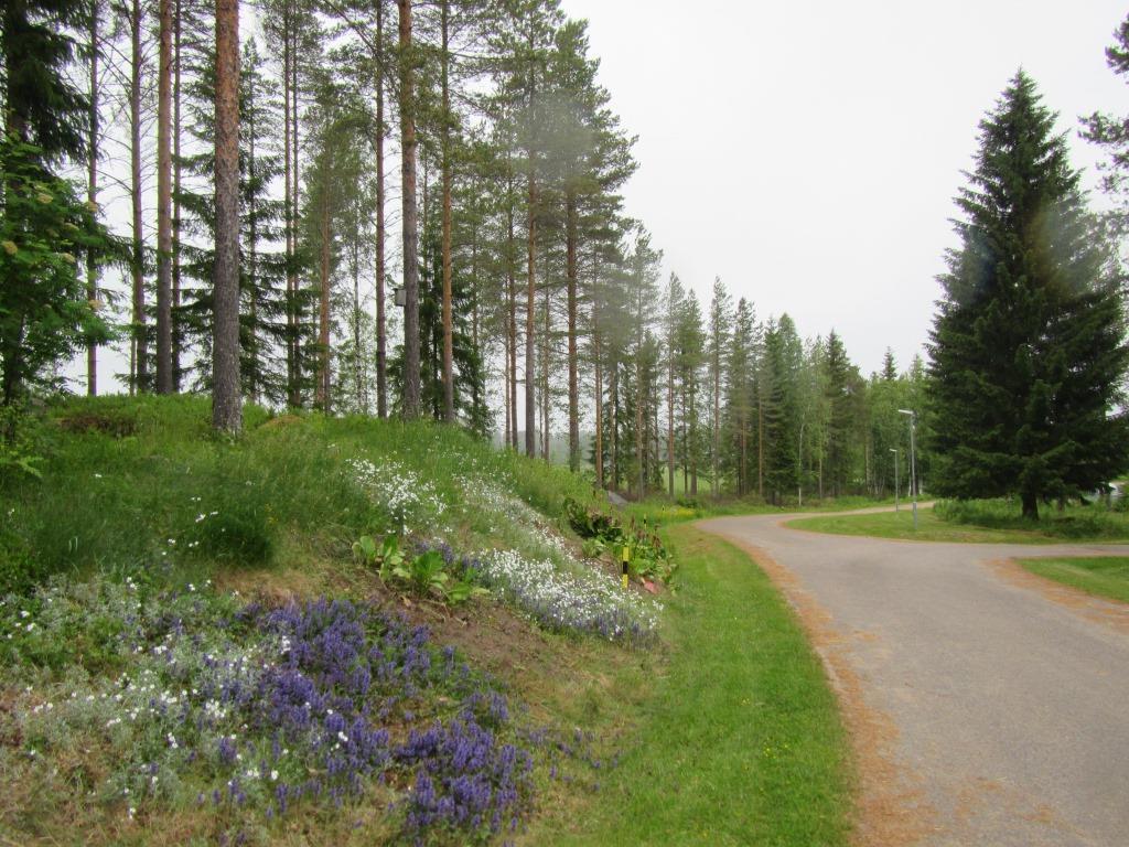 Alueen poikki virtaa oja, jonka varrella kasvaa koivuja, terijoensalavaa (Salix fragilis) sekä kurjenmiekkoja (Iris pseudacorus).