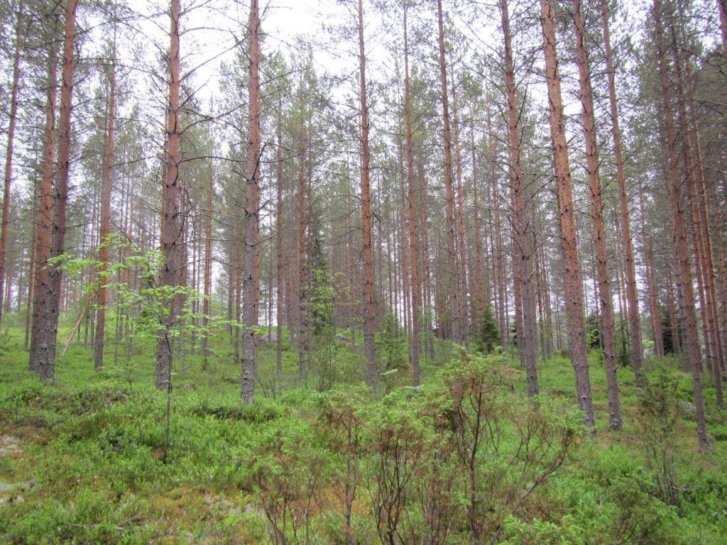 6 Kuva 4-3. Tuore mäntykangas vankilan päärakennuksen takana (vasen) ja vankila-alueen itärajalle sijoittuva sähkölinja (oikea).