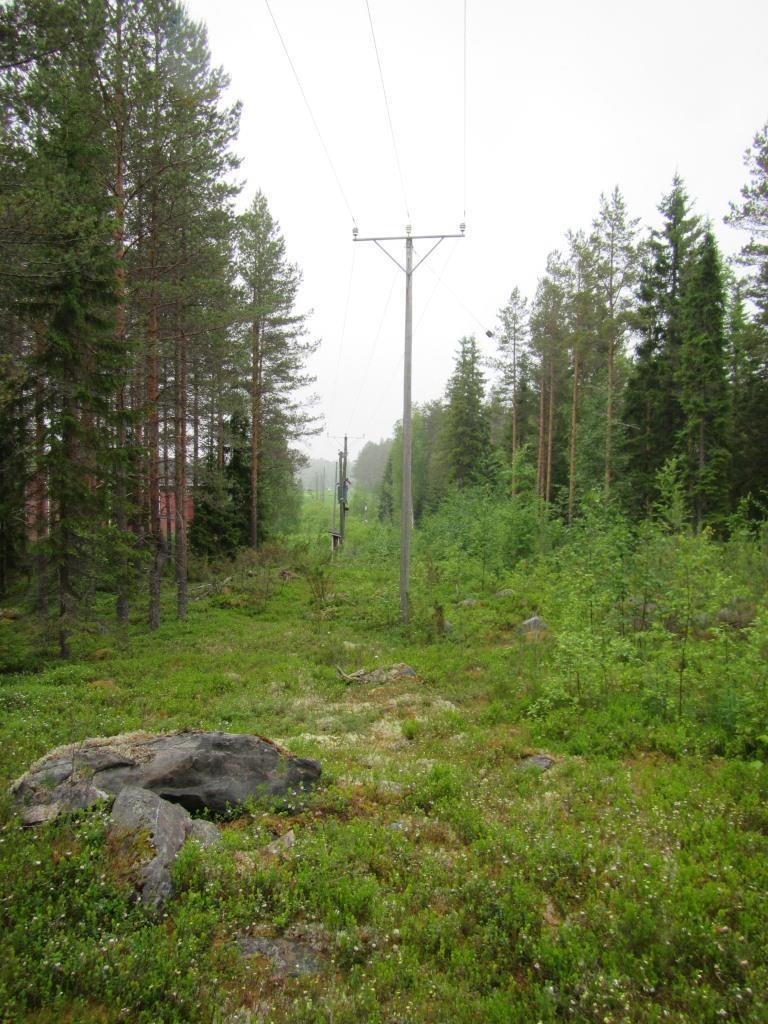 Puuston alla kasvaa tiheästi kiiltopajua (Salix phylicifolia).