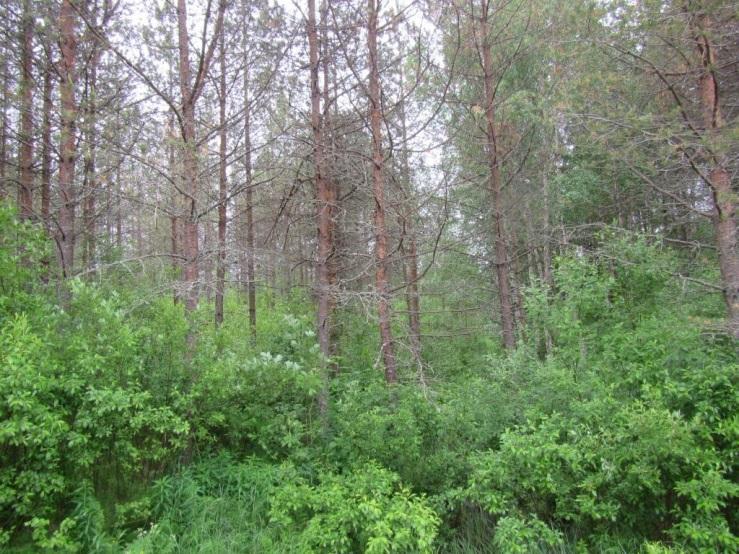 (Rubus idaeus) ja metsäalvejuuri (Dryopteris carthusiana), puustona on hieskoivu (Betula pubescens). Kuva 4-4.