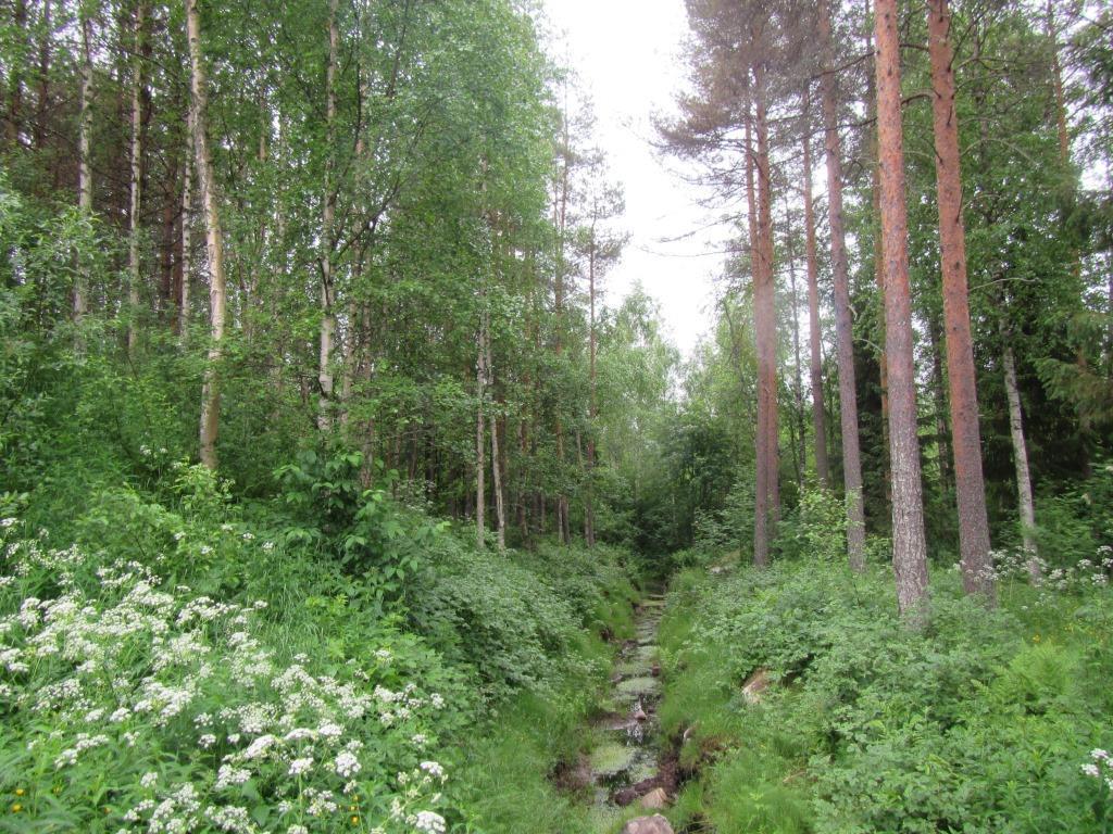 Vankilan päärakennuksen ja asuinrakennusten piha-alueella on hoidettuja nurmialueita, jossa on puurykelmiä kuusta tai mäntyä sekä