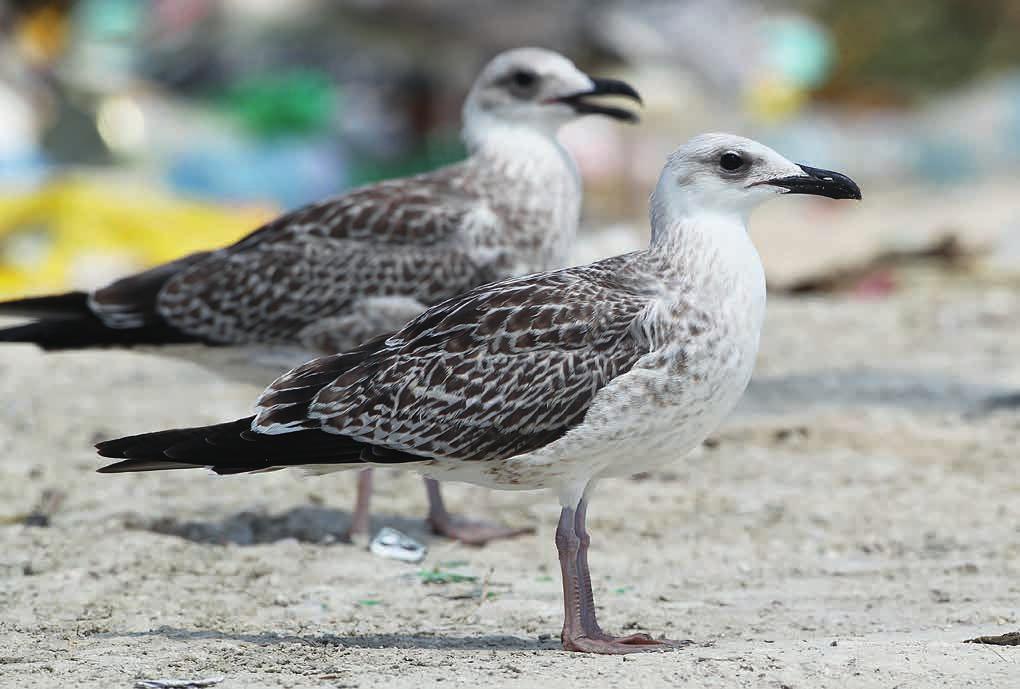 harmaalokkeja Larus argentatus, joilla voi olla hämäävästi jopa useita micamaisia