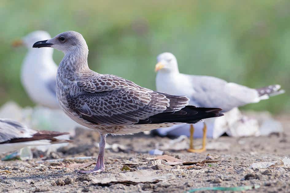 barabensis, sekä armenianlokki Larus armenicus. Etelänharmaalokin tuntomerkeistä yleisesti Keskimäärin etelänharmaalokki muistuttaa kooltaan ja muodoltaan hieman selkälokkia.