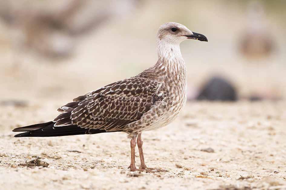 Mican jalat näyttävät hieman pidemmältä, vaaleammalta (etenkin sääri) ja ohuemmalta keskimäärin verrattuna harmaalokkiin.