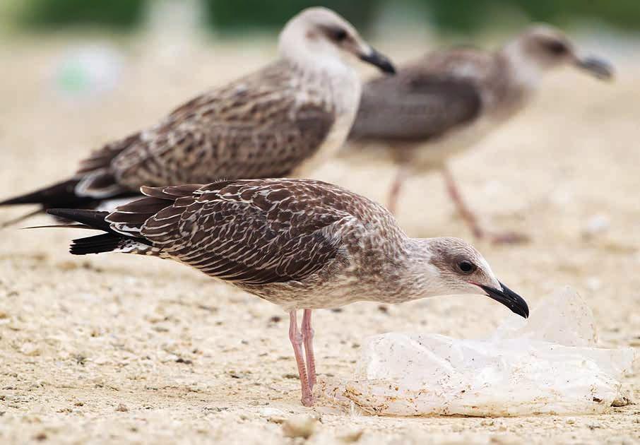 Harmaalokilla se voi tosin joskus olla samanlainen. Micalla alaperä ja vatsa ovat usein vaaleat ja melko viiruttomat, jonka näkee erityisesti lentokuvissa.