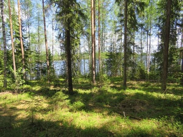 Paloniemen koillinen kärki, taustalla