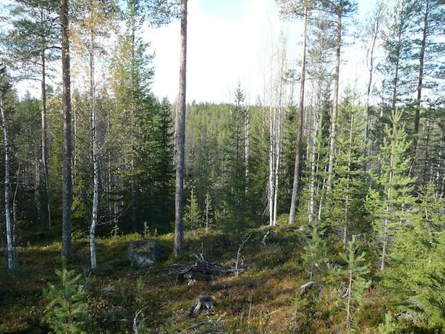 10 Kuva 5. Kuvattu luoteeseen kohti voimalapaikkaa.
