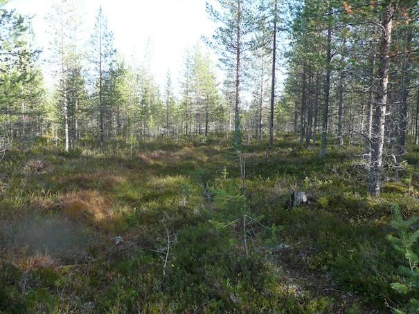 11 Kuva 7. Voimalapaikka kuvattu itään.