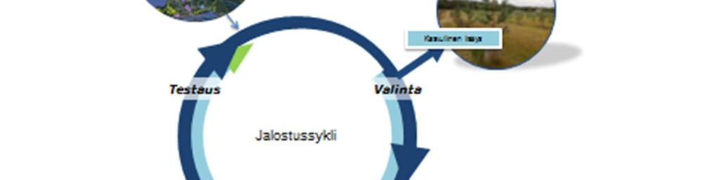 Metsänjalostus perustuu pitkän aikavälin metsänjalostusohjelmaan Metsänjalostus 2050 (Metlan työraportteja 71), jonka pääpaino on taloudellisesti arvokkaimmissa kotimaisissa puulajeissa: männyssä,